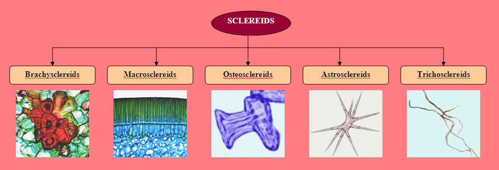 concept-map-sc4-edit.jpg